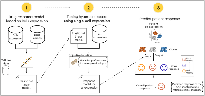 Using single-cell transcriptomics to predict which tumors will respond to targeted therapy