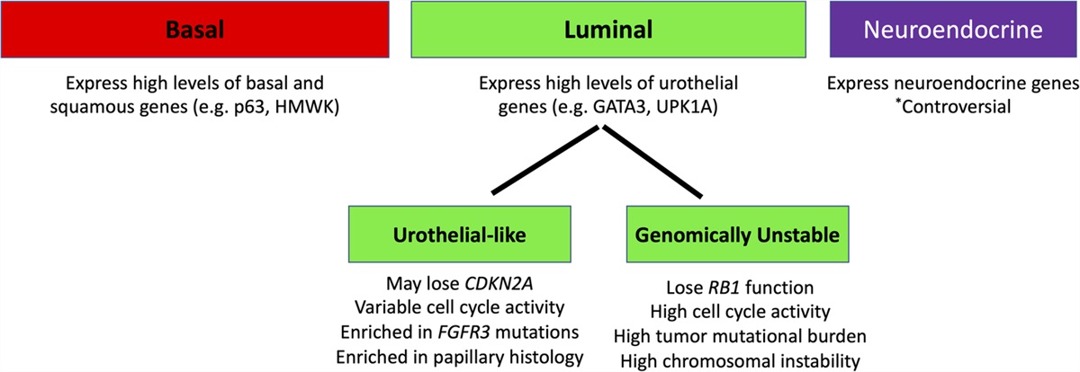 Molecular Subtypes of Bladder Cancer: Component Signatures and Potential Value in Clinical Decision-making
