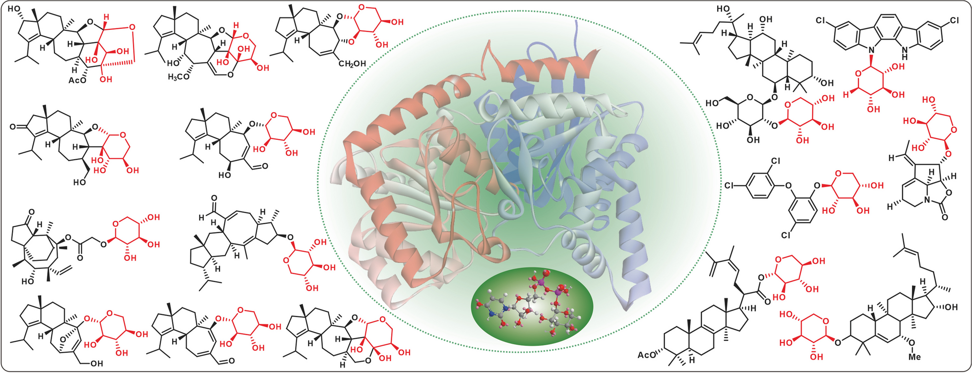 Natural and engineered xylosyl products from microbial source