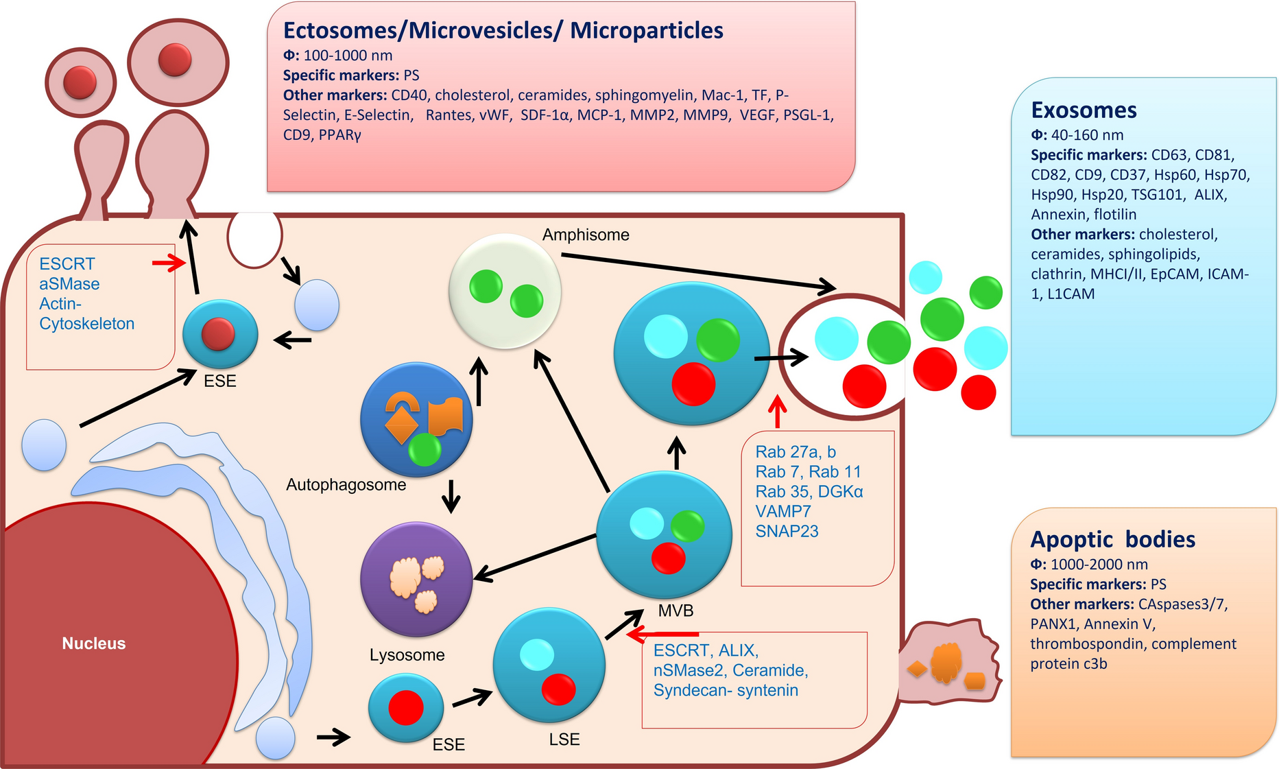 From stem cells to extracellular vesicles: a new horizon in tissue engineering and regenerative medicine