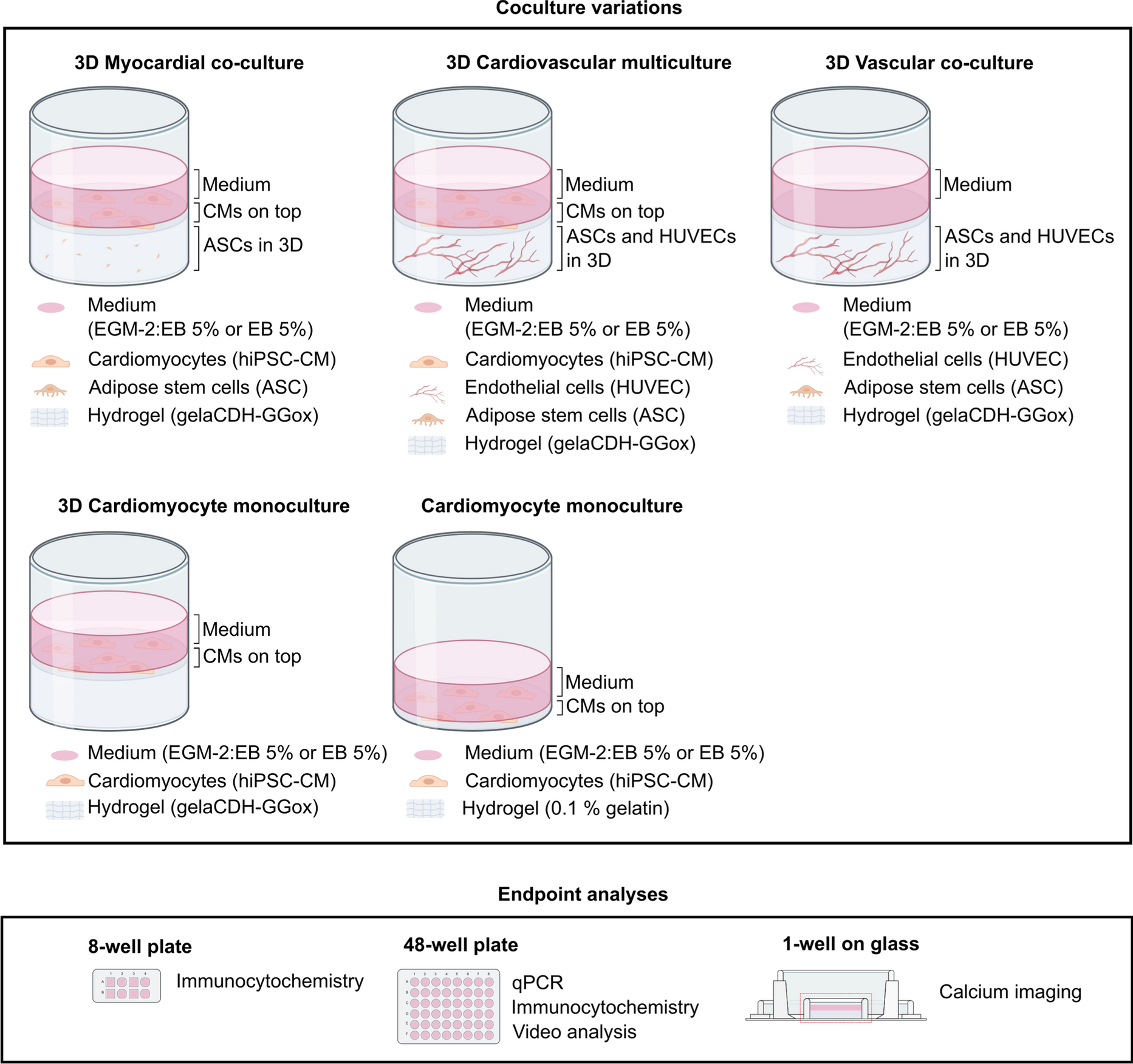 Gellan gum-gelatin based cardiac models support formation of cellular networks and functional cardiomyocytes
