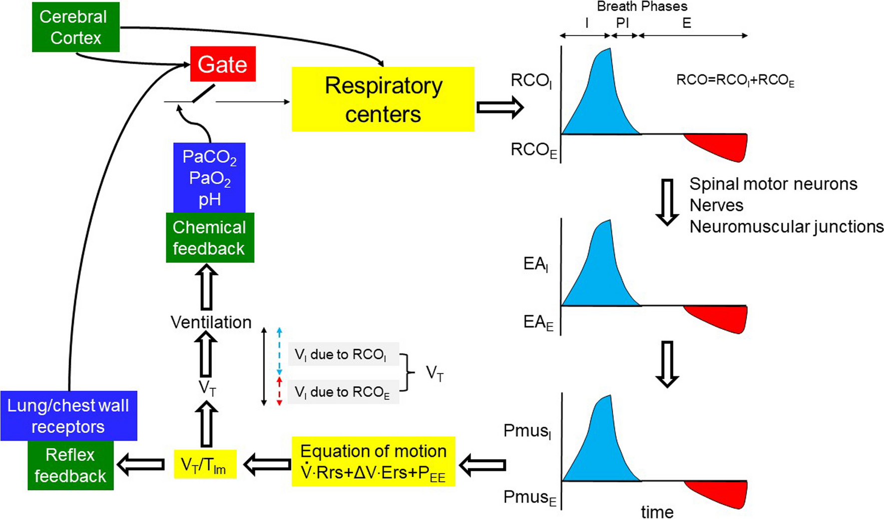 Respiratory drive: a journey from health to disease