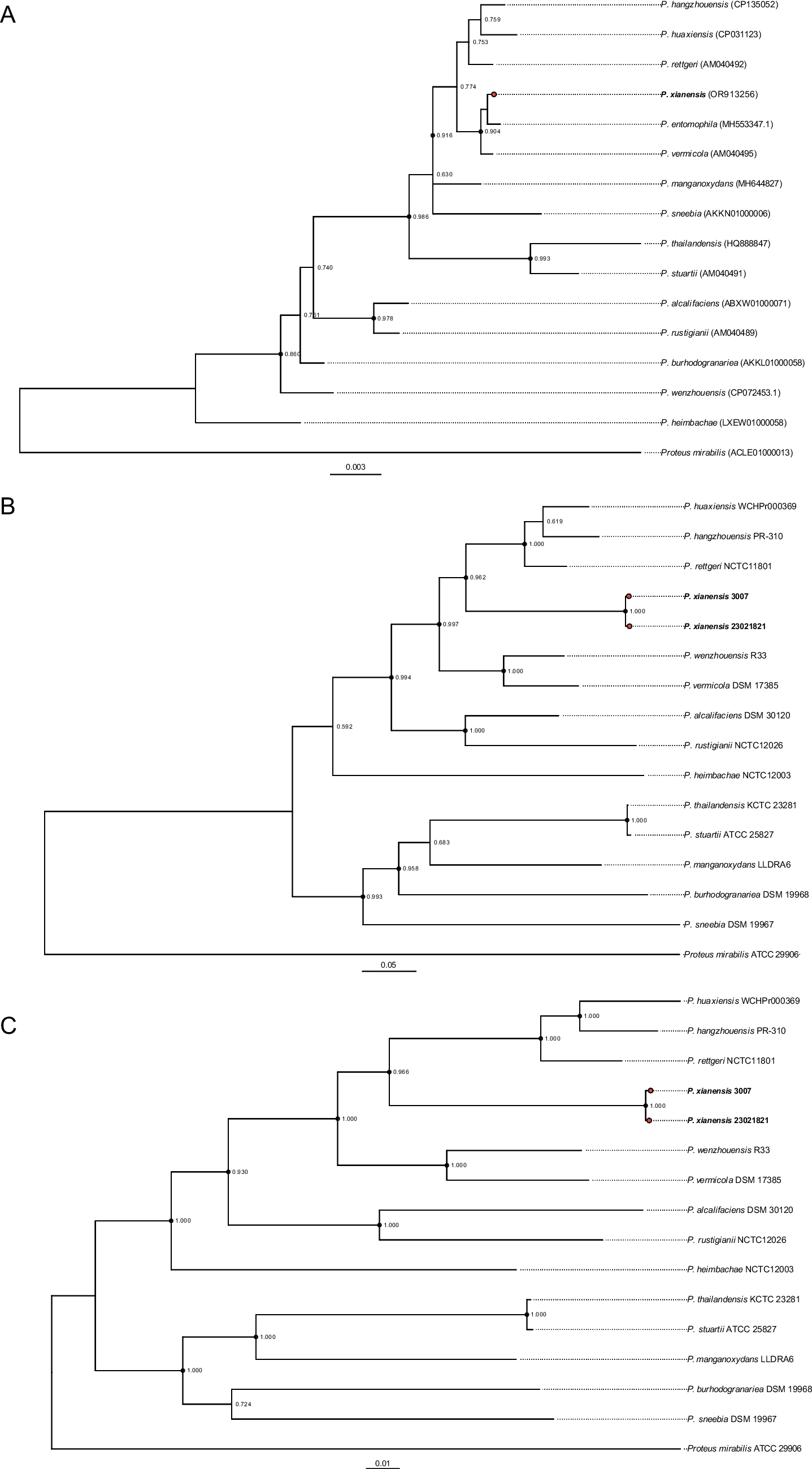 Novel Providencia xianensis sp. nov.: A multidrug-resistant species identified in clinical infections