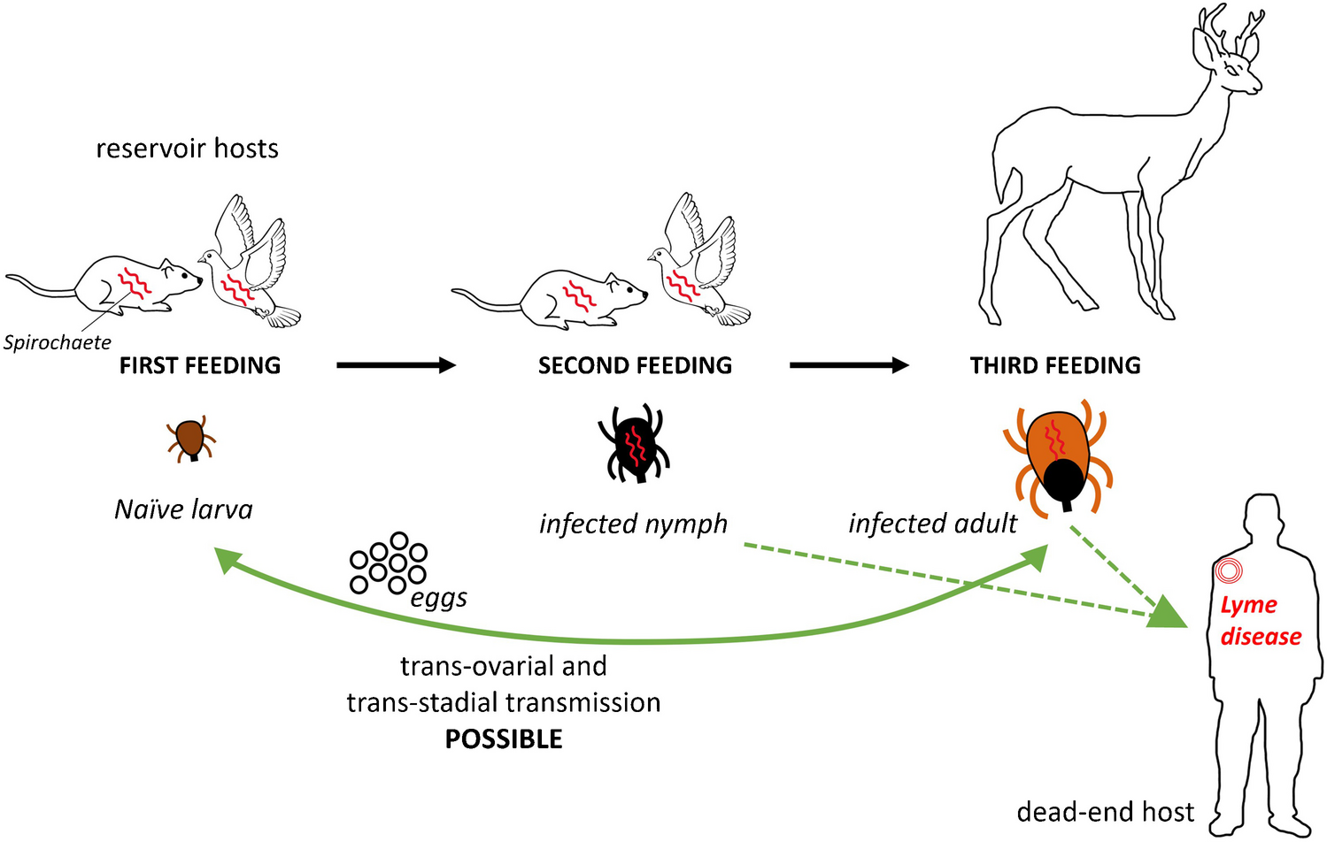Tick-Borne Bacterial Diseases in Europe: Threats to public health