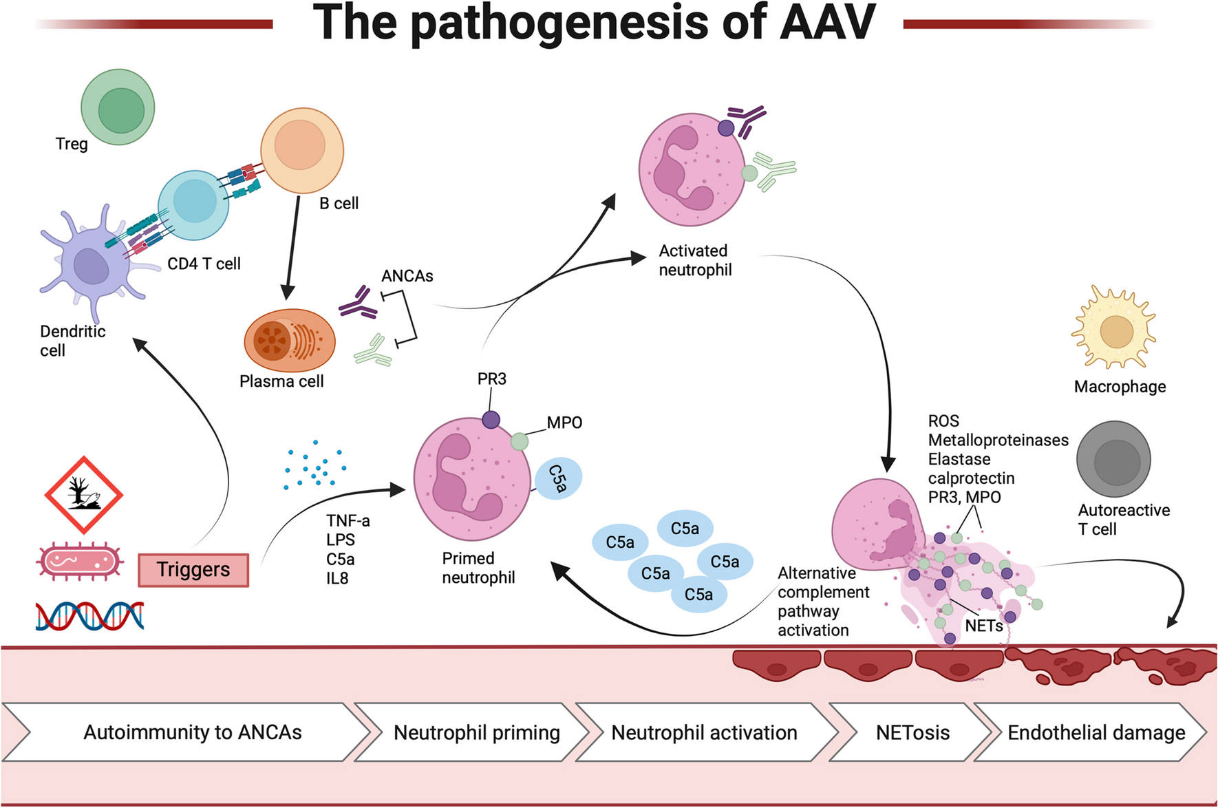 Kidney Failure in Pauci-immune Crescentic Glomerulonephritis: Rationale for Immunosuppression to Improve Kidney Outcome