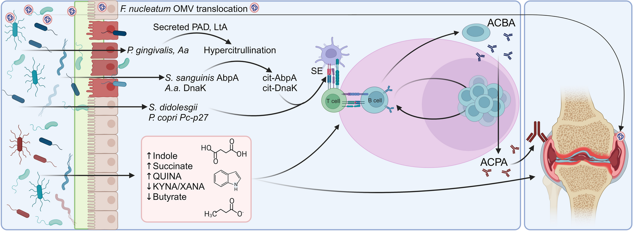 Microbial Mechanisms of Rheumatoid Arthritis Pathogenesis