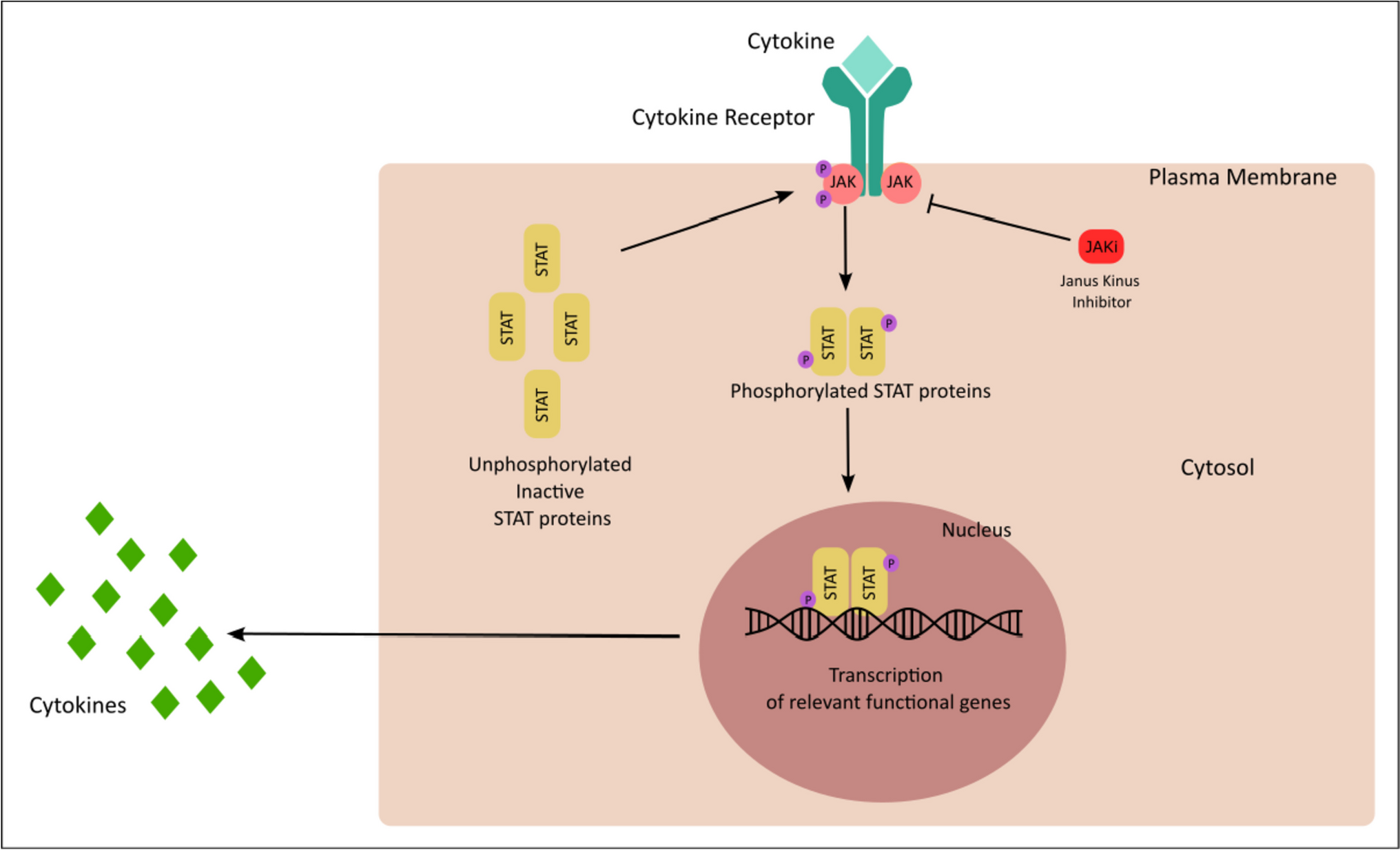 JAK-STAT Signaling and Beyond in the Pathogenesis of Spondyloarthritis and Their Clinical Significance