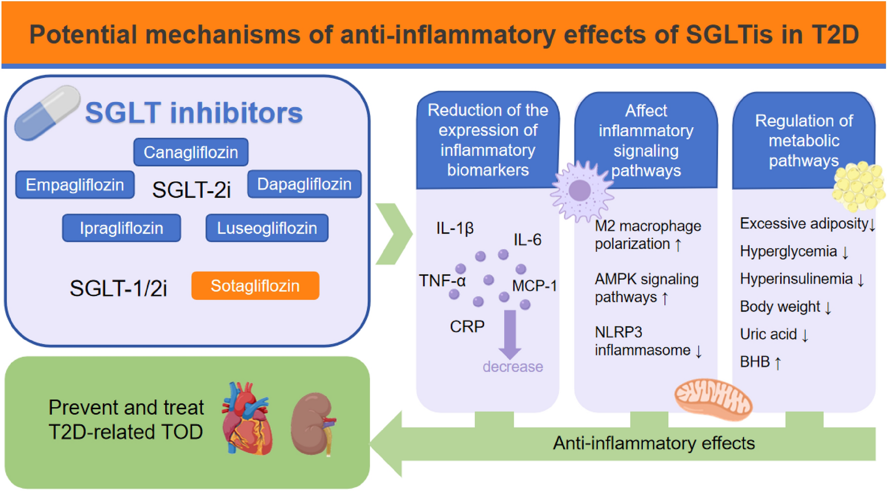 Research advances in the anti-inflammatory effects of SGLT inhibitors in type 2 diabetes mellitus