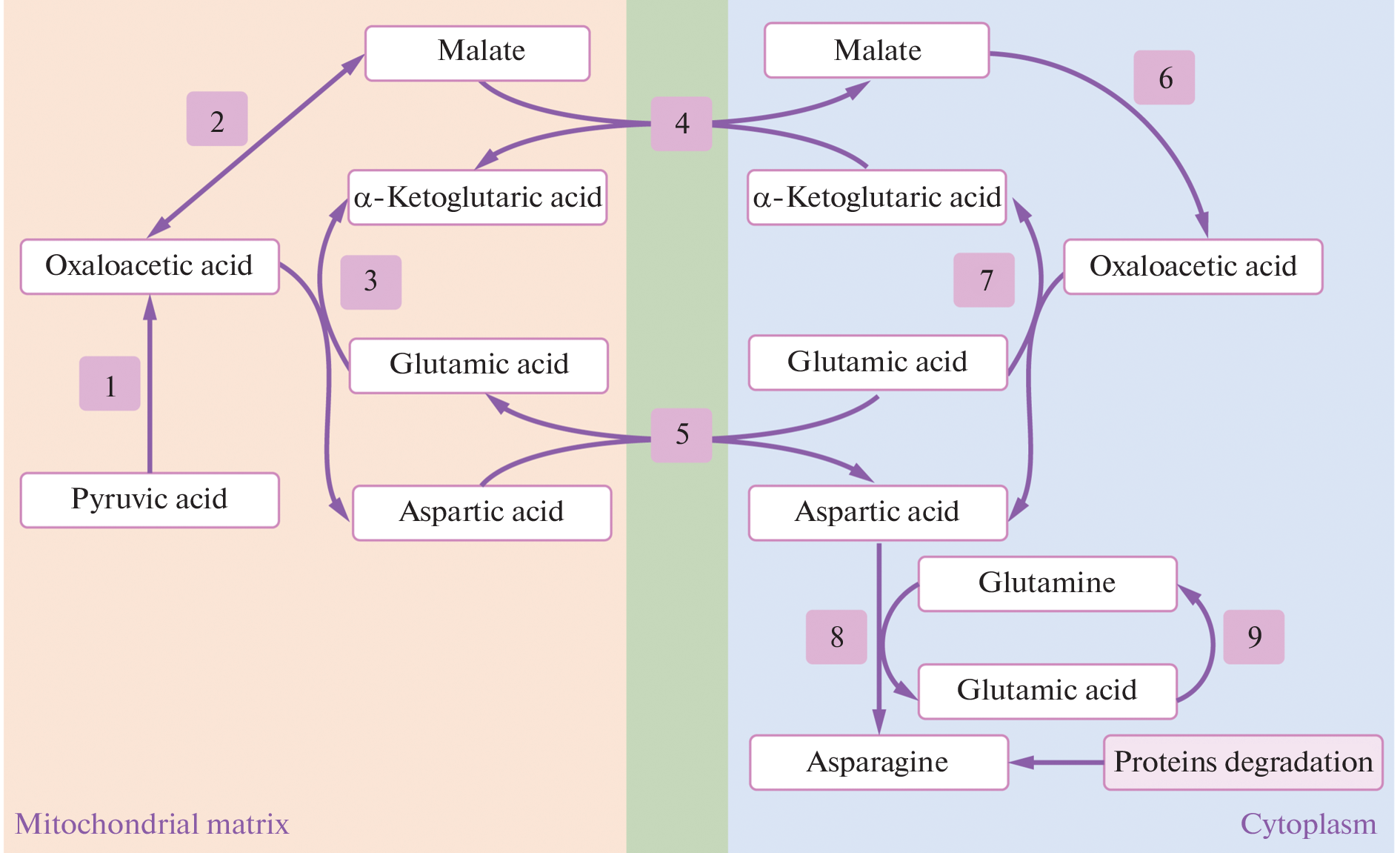 Biochemical Markers of Tumor Cell Sensitivity to L-Asparaginase