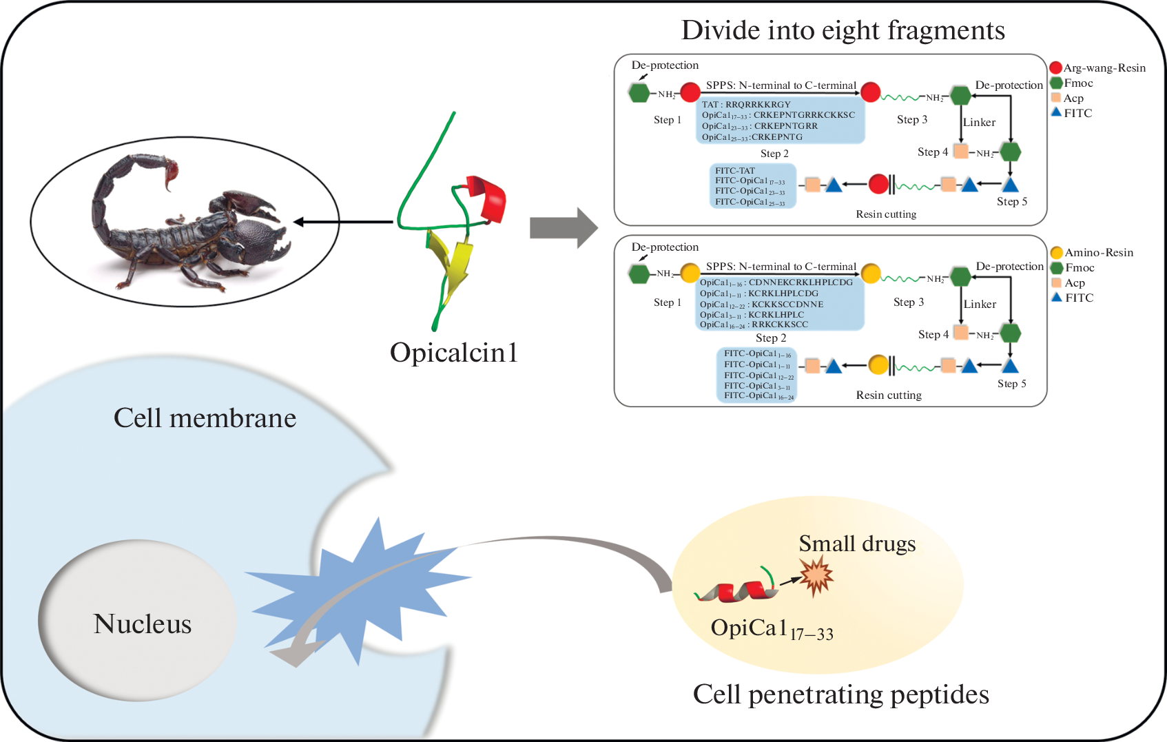 The Membrane Penetrating Ability of Opicalcin1 Is Mainly Derived from the Latter Segment in Its Primary Sequence