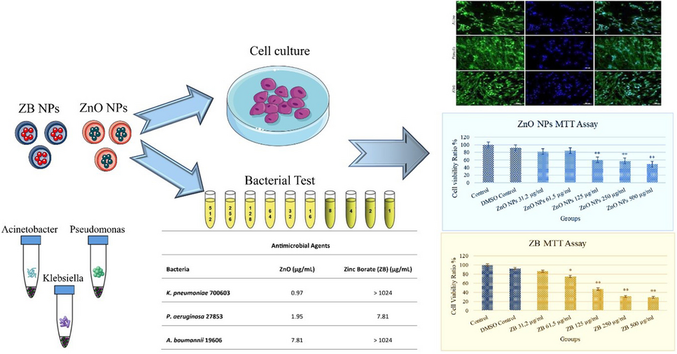 Activity of zinc oxide and zinc borate nanoparticles against resistant bacteria in an experimental lung cancer model
