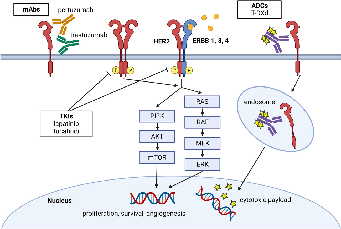 HER2-Positive Metastatic Colorectal Cancer