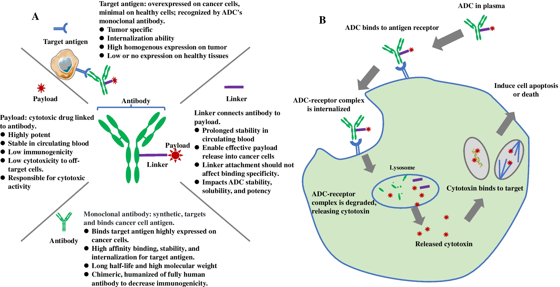 Pioneering the Way: The Revolutionary Potential of Antibody–Drug Conjugates in NSCLC