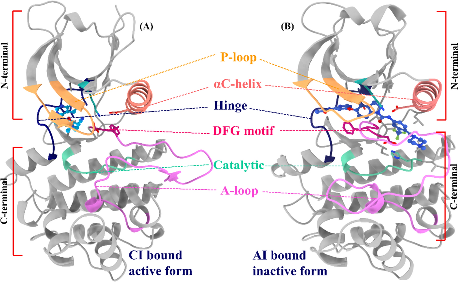 Deciphering the molecular choreography of Janus kinase 2 inhibition via Gaussian accelerated molecular dynamics simulations: a dynamic odyssey