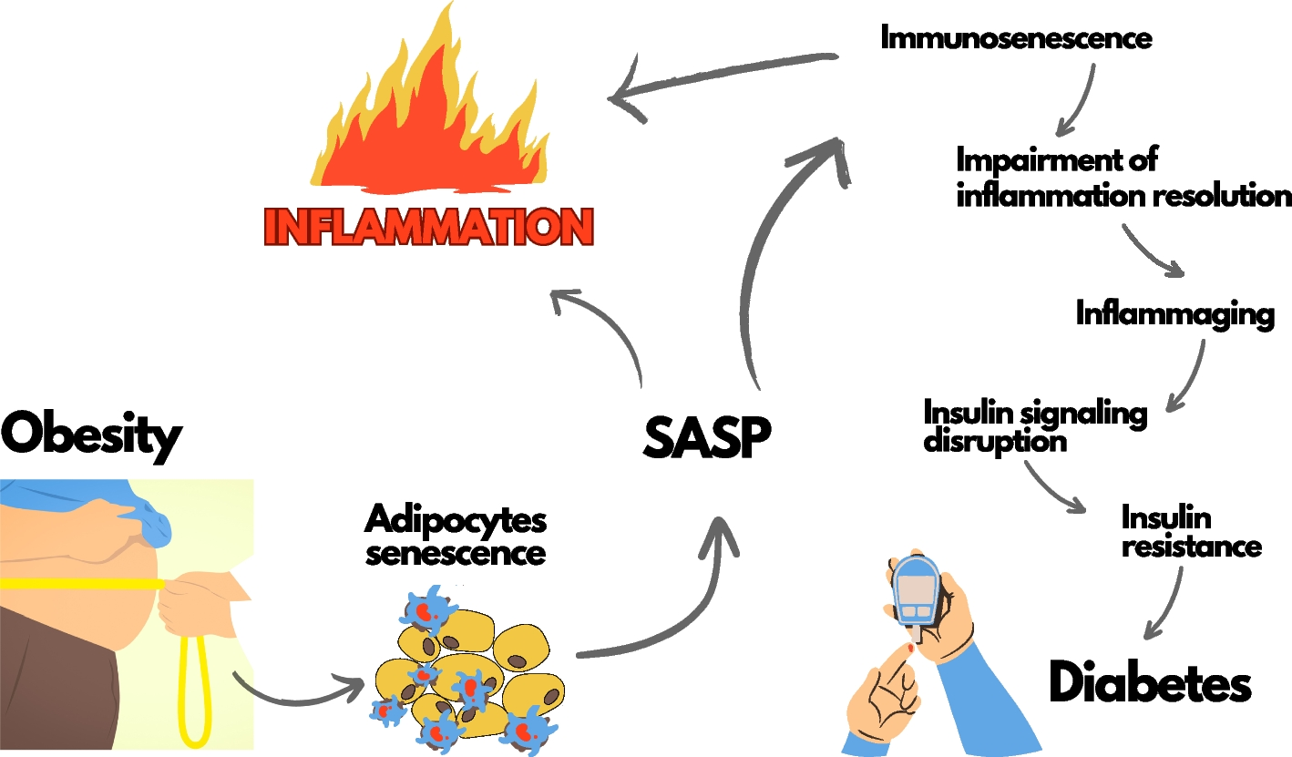 Correction: The interplay between obesity, immunosenescence, and insulin resistance