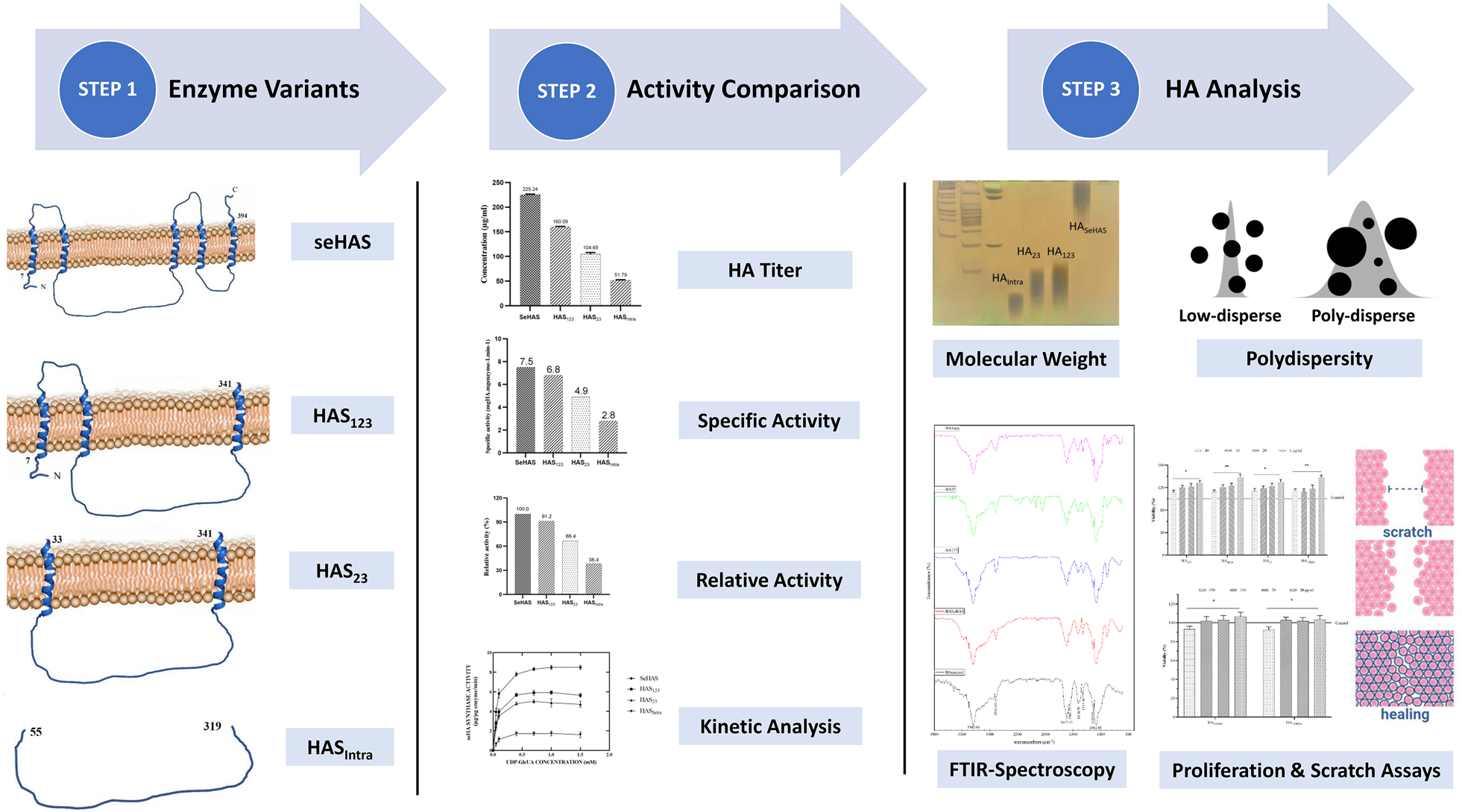 Enzyme variants in biosynthesis and biological assessment of different molecular weight hyaluronan