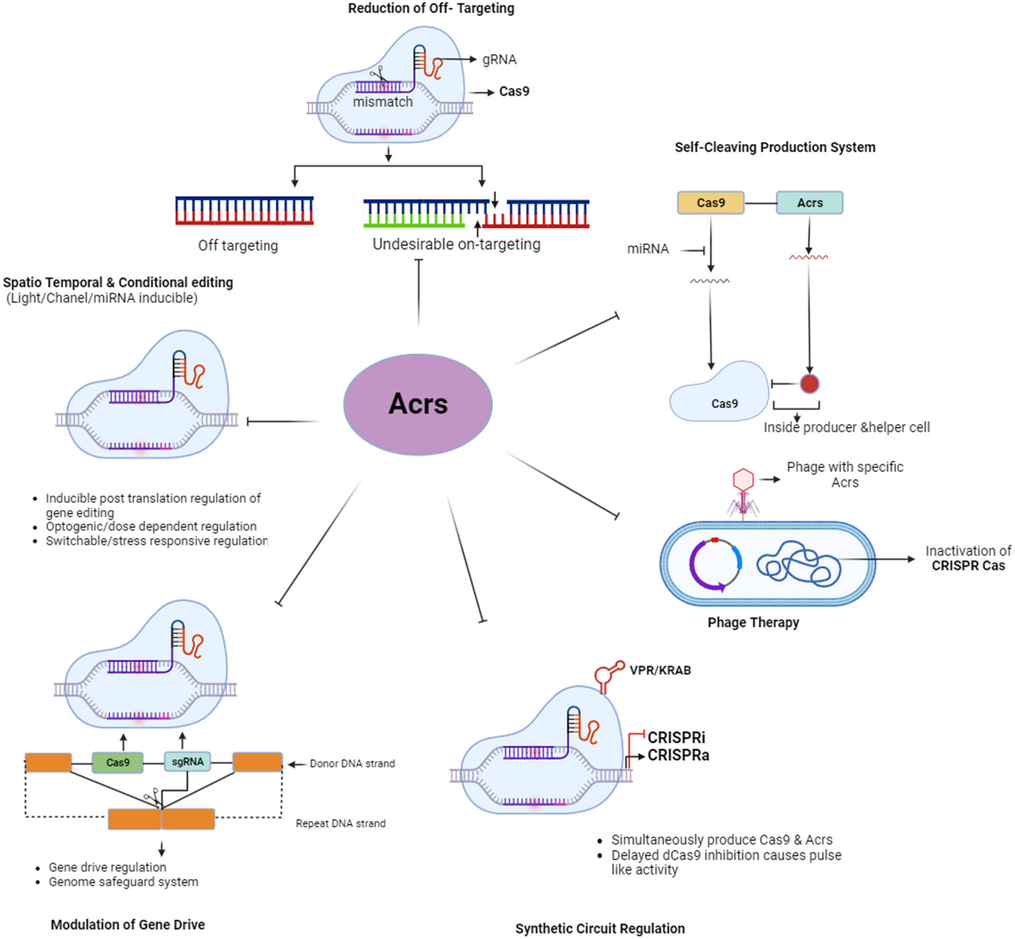 Anti-CRISPR proteins: a weapon of phage-bacterial arm race for genome editing