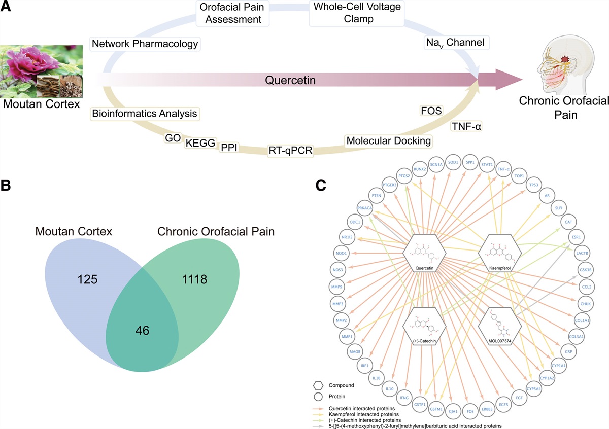 Quercetin, Main Active Ingredient of Moutan Cortex, Alleviates Chronic Orofacial Pain via Block of Voltage-Gated Sodium Channel
