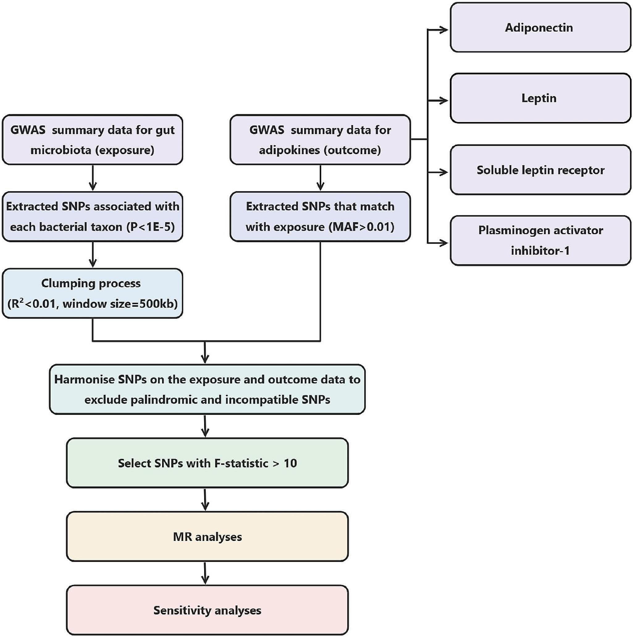 The causal impact of gut microbiota on circulating adipokine concentrations: a two-sample Mendelian randomization study