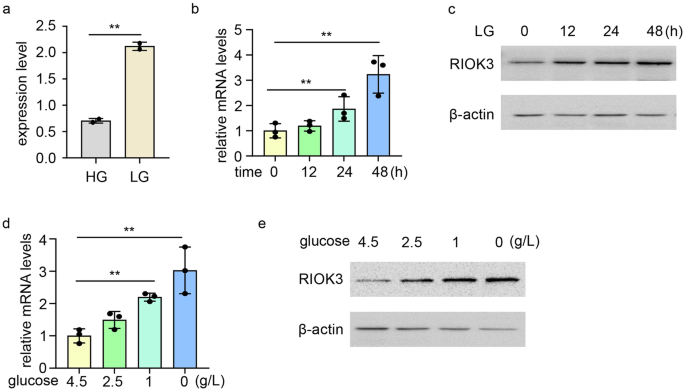 RIOK3 sustains colorectal cancer cell survival under glucose deprivation via an HSP90α-dependent pathway