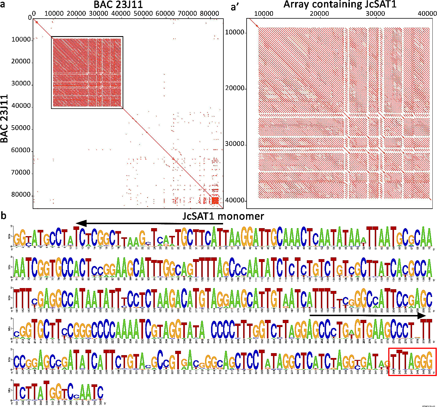 Differential amplification of the subtelomeric satellite DNA JcSAT1 in the genus Jatropha L. (Euphorbiaceae)