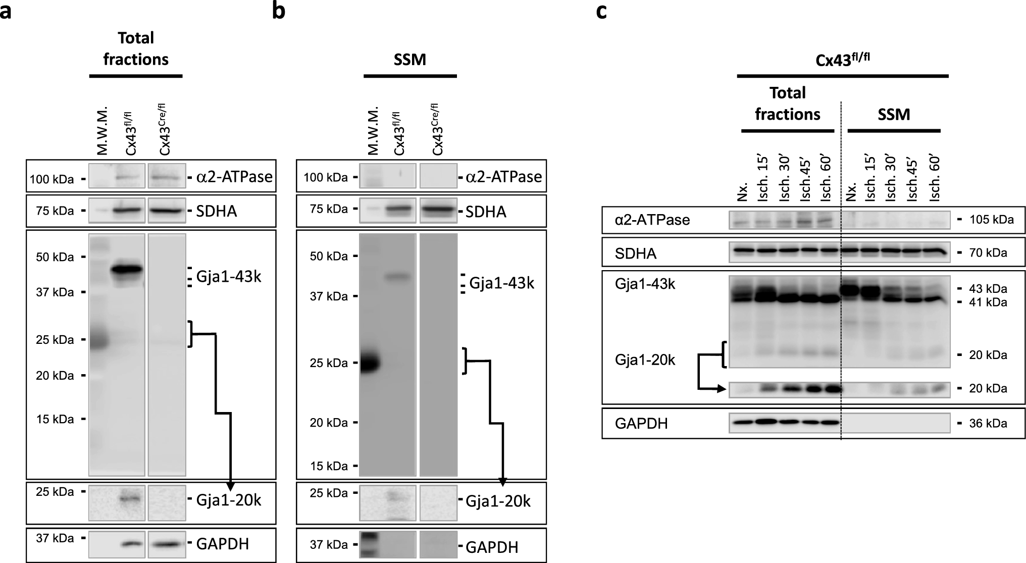 Connexin 43 modulates reverse electron transfer in cardiac mitochondria from inducible knock-out Cx43Cre−ER(T)/fl mice by altering the coenzyme Q pool