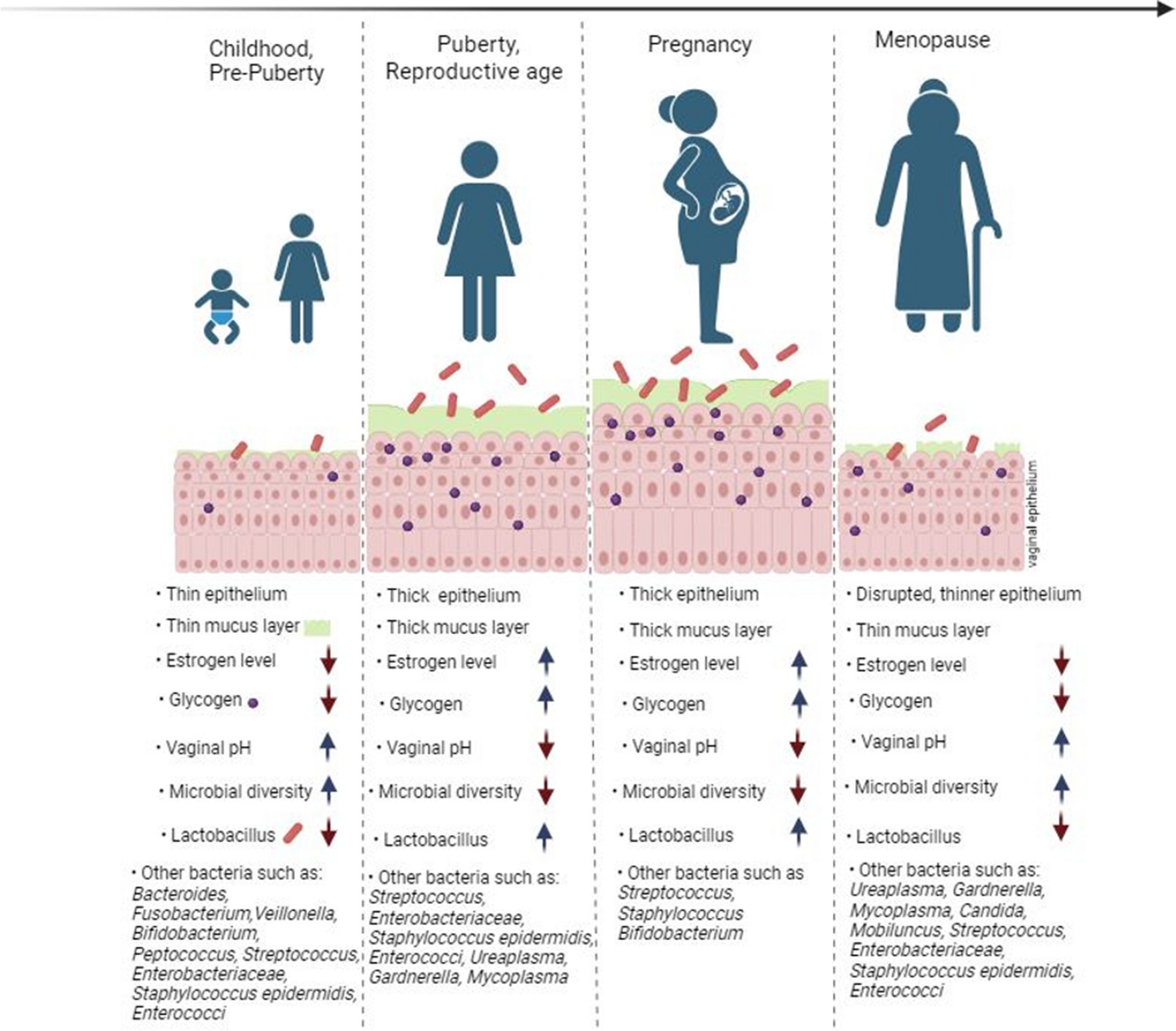 Host-vaginal microbiota interaction: shaping the vaginal microenvironment and bacterial vaginosis