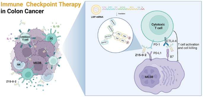 Antitumor activity of Z15-0-2, a bispecific nanobody targeting PD-1 and CTLA-4