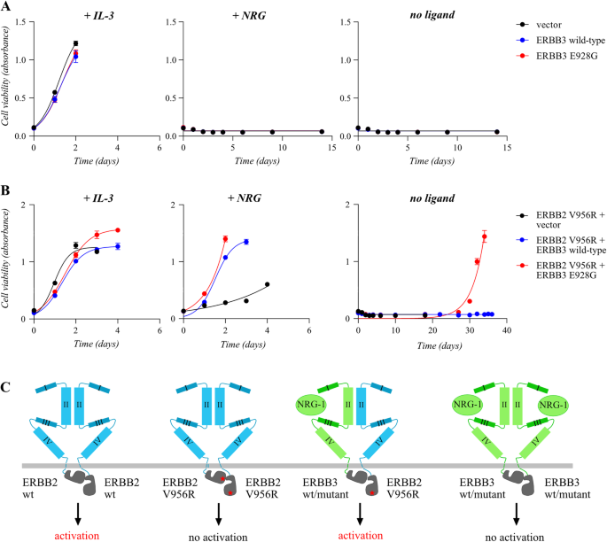Trans-activating mutations of the pseudokinase ERBB3