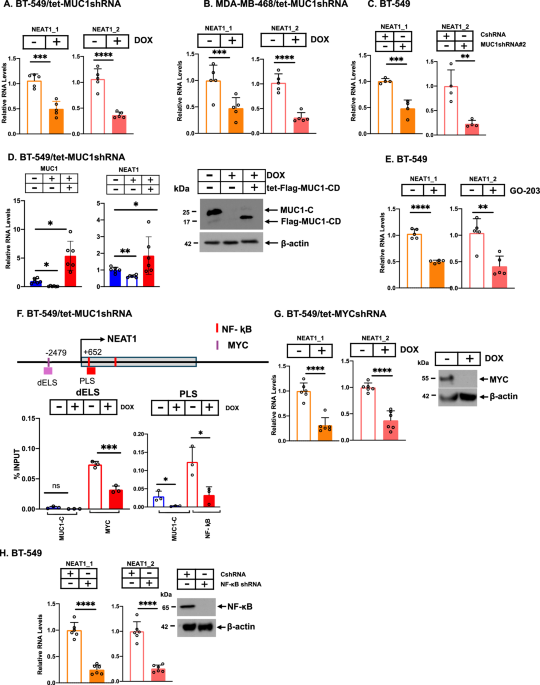 MUC1-C regulates NEAT1 lncRNA expression and paraspeckle formation in cancer progression