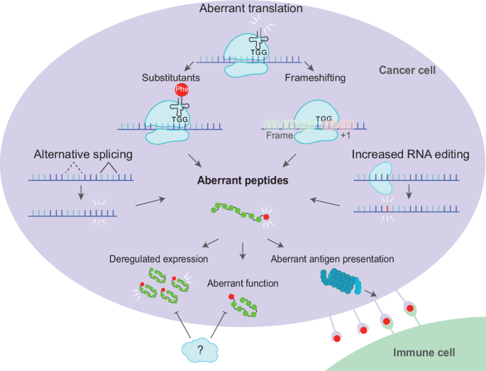 Molecular mechanisms of non-genetic aberrant peptide production in cancer