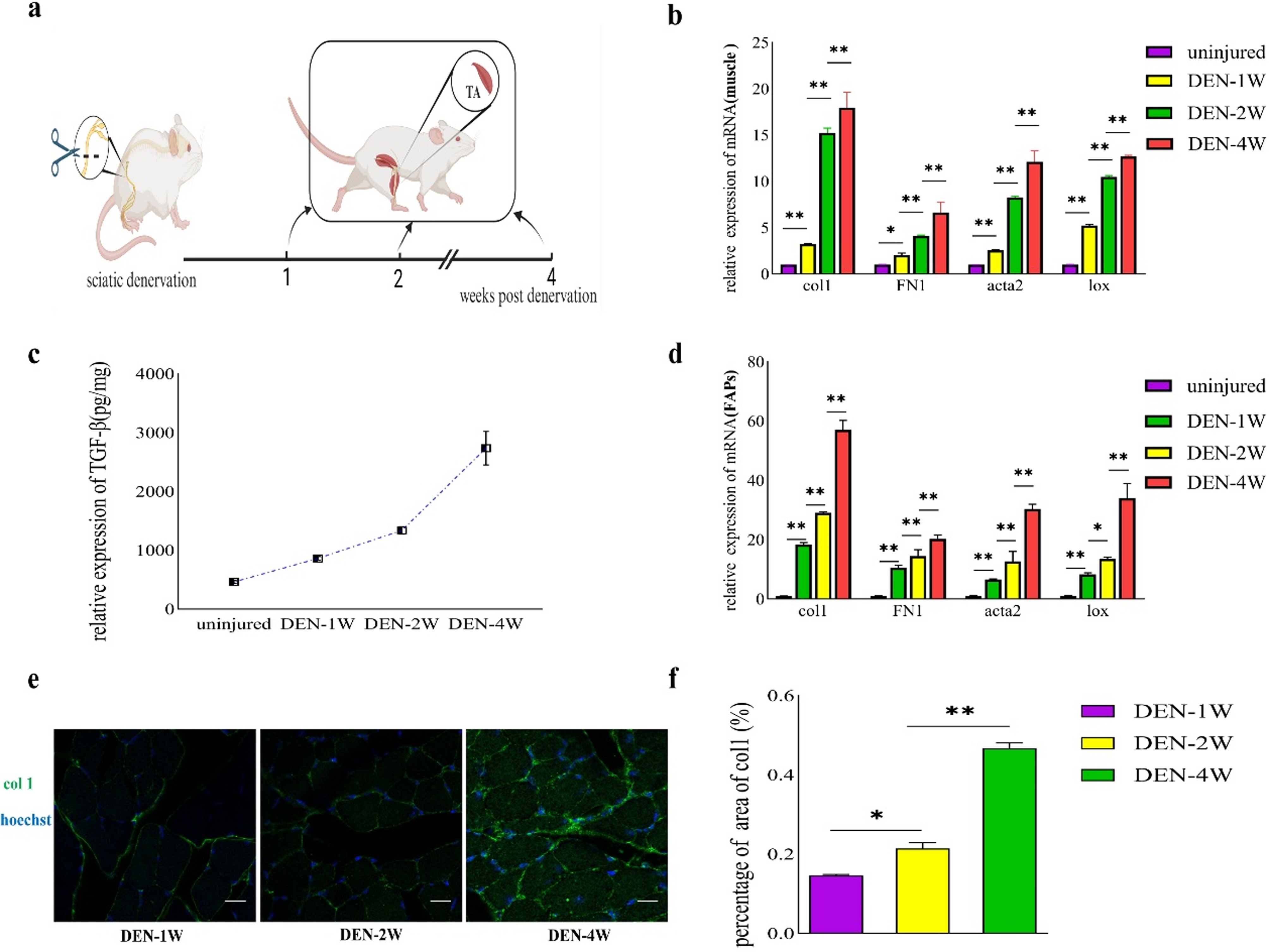 miR-27b-3p reduces muscle fibrosis during chronic skeletal muscle injury by targeting TGF-βR1/Smad pathway