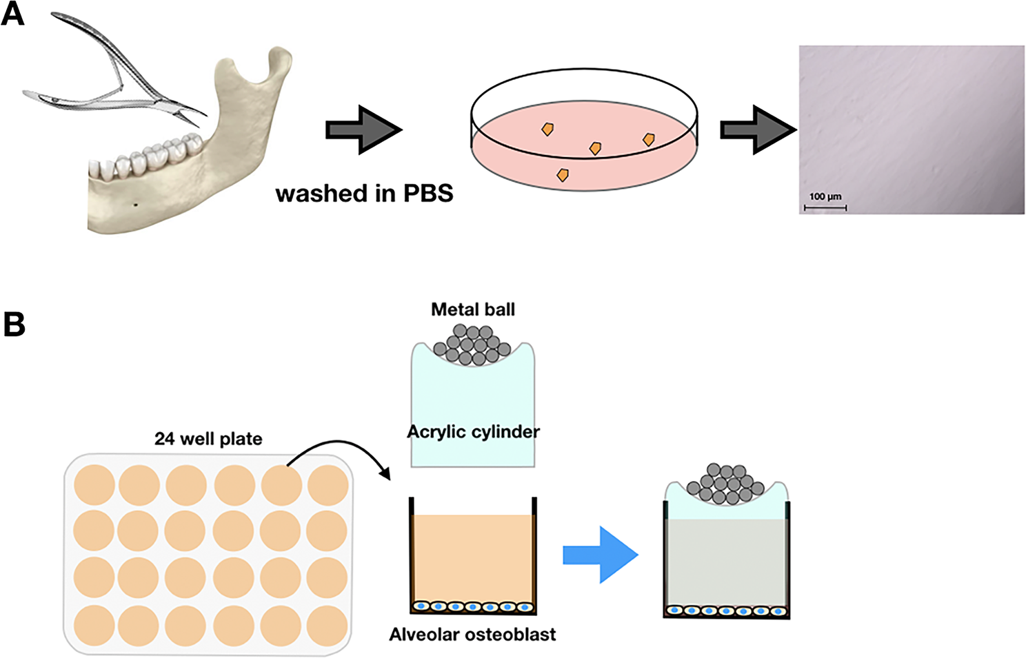 Involvement of RAMP1/p38MAPK signaling pathway in osteoblast differentiation in response to mechanical stimulation: a preliminary study