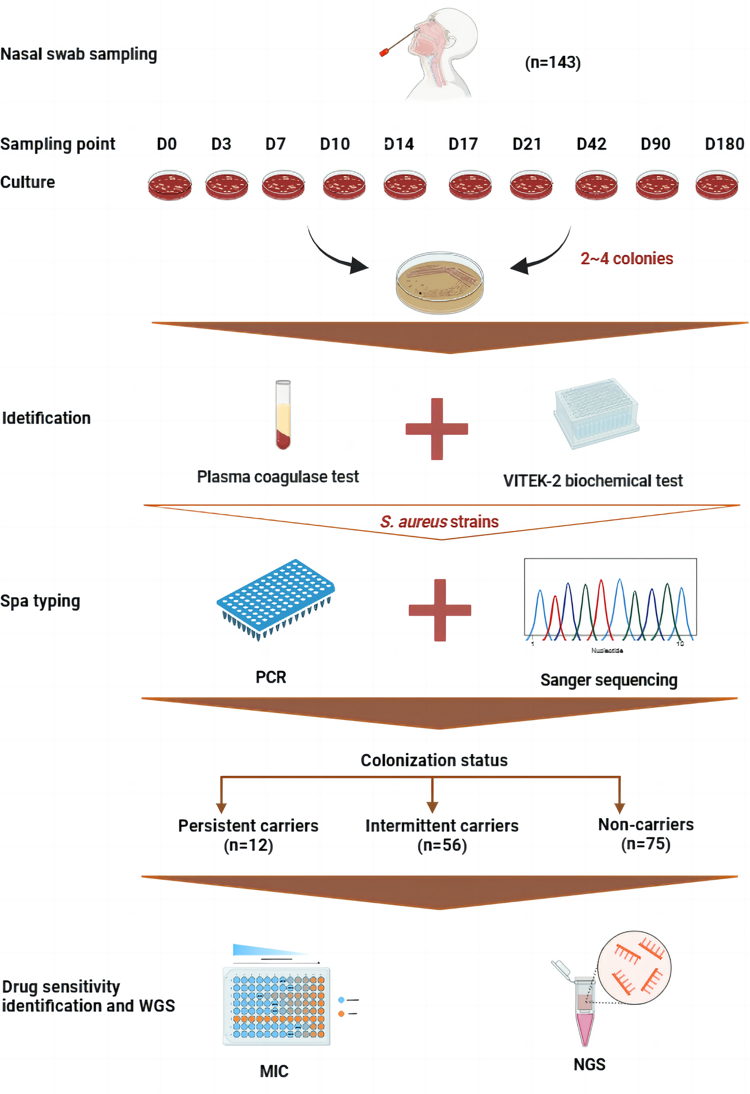 Nasal Staphylococcus aureus Carriage and Antimicrobial Resistance Profiles Among Community-Dwelling Adults in Jiangsu, China