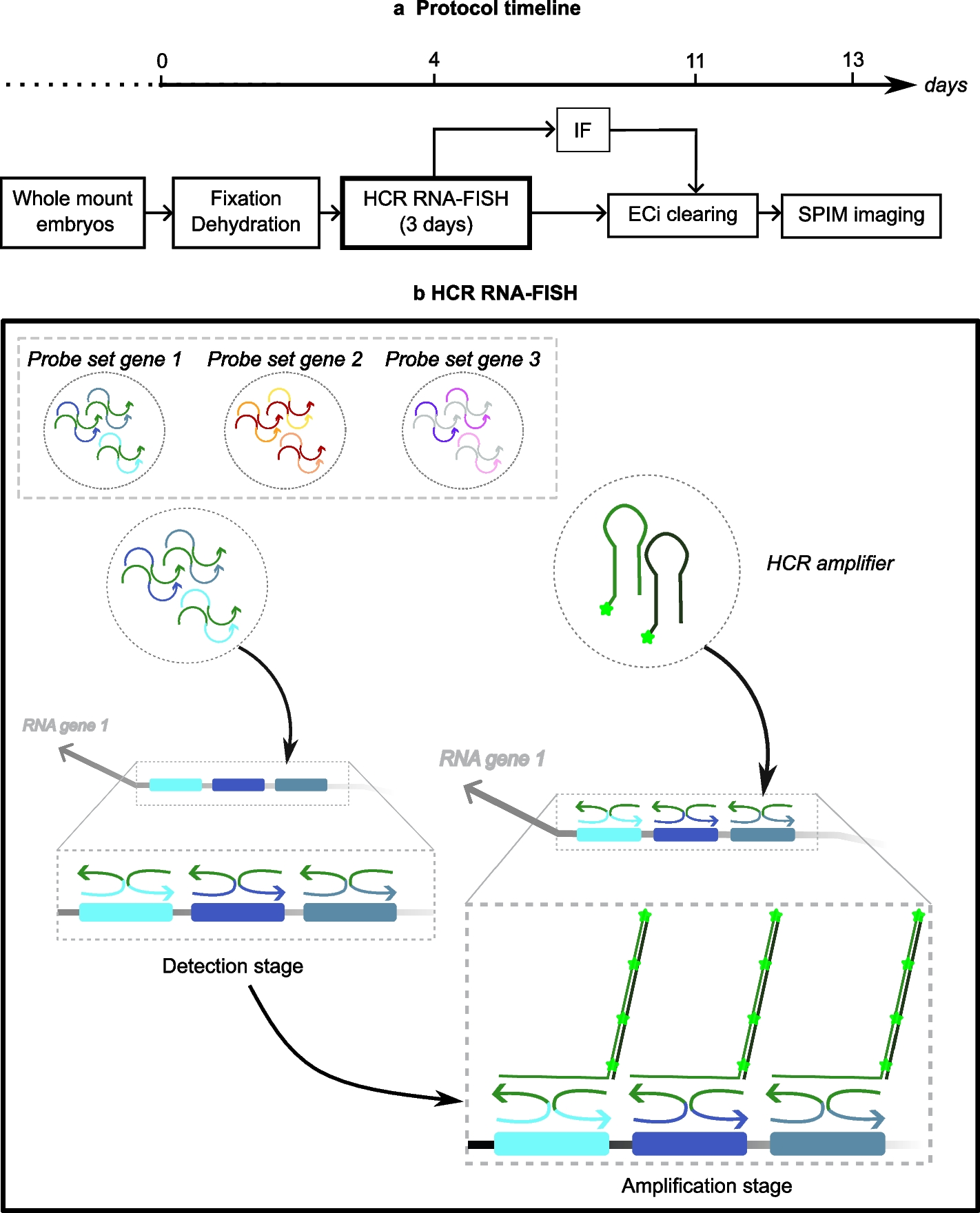 3D exploration of gene expression in chicken embryos through combined RNA fluorescence in situ hybridization, immunofluorescence, and clearing
