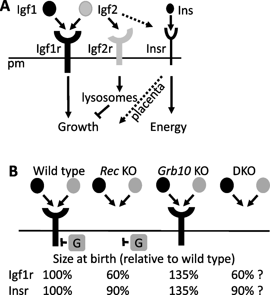 Imprinted Grb10, encoding growth factor receptor bound protein 10, regulates fetal growth independently of the insulin-like growth factor type 1 receptor (Igf1r) and insulin receptor (Insr) genes