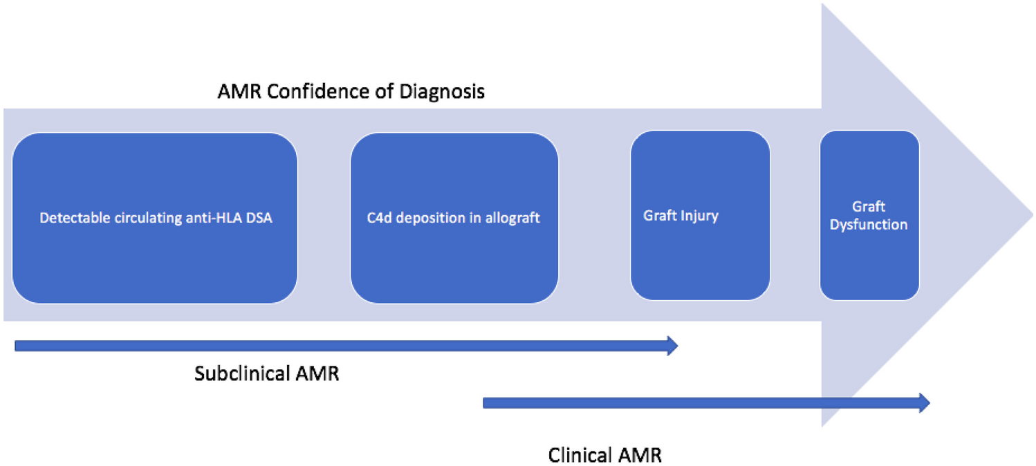 Antibody-Mediated Rejection: Mechanisms, Pathology, and Therapeutics
