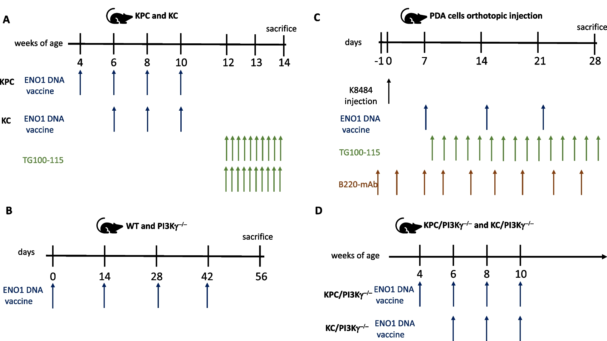 PI3Kγ inhibition combined with DNA vaccination unleashes a B-cell-dependent antitumor immunity that hampers pancreatic cancer