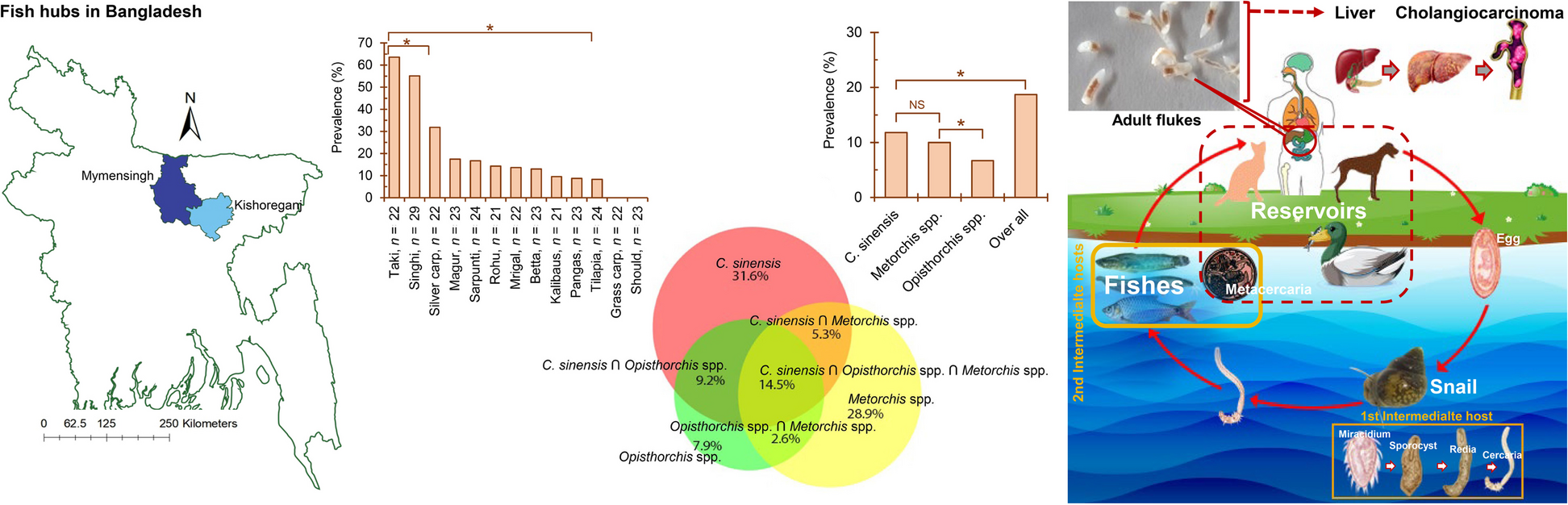 Zoonotic human liver flukes, a type 1 biocarcinogen, in freshwater fishes: genetic analysis and confirmation of molluscan vectors and reservoir hosts in Bangladesh