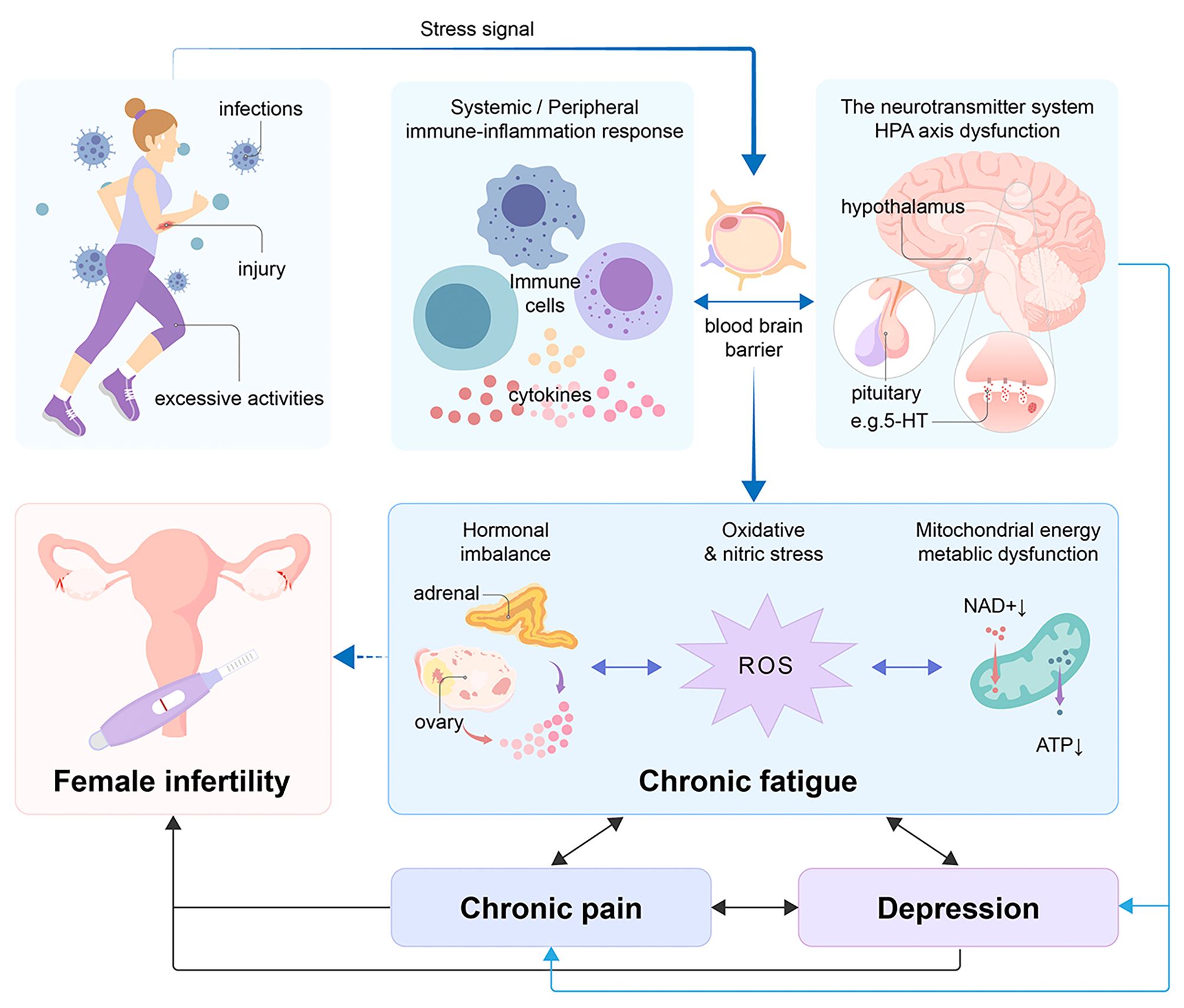 Connecting the dots: the role of fatigue in female infertility