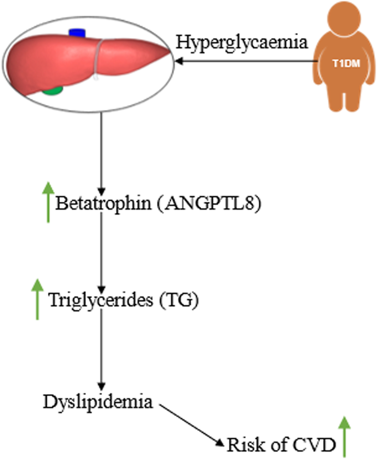 Dyslipidemia and ANGPTL8 evaluation in young females with Type 1 diabetes mellitus