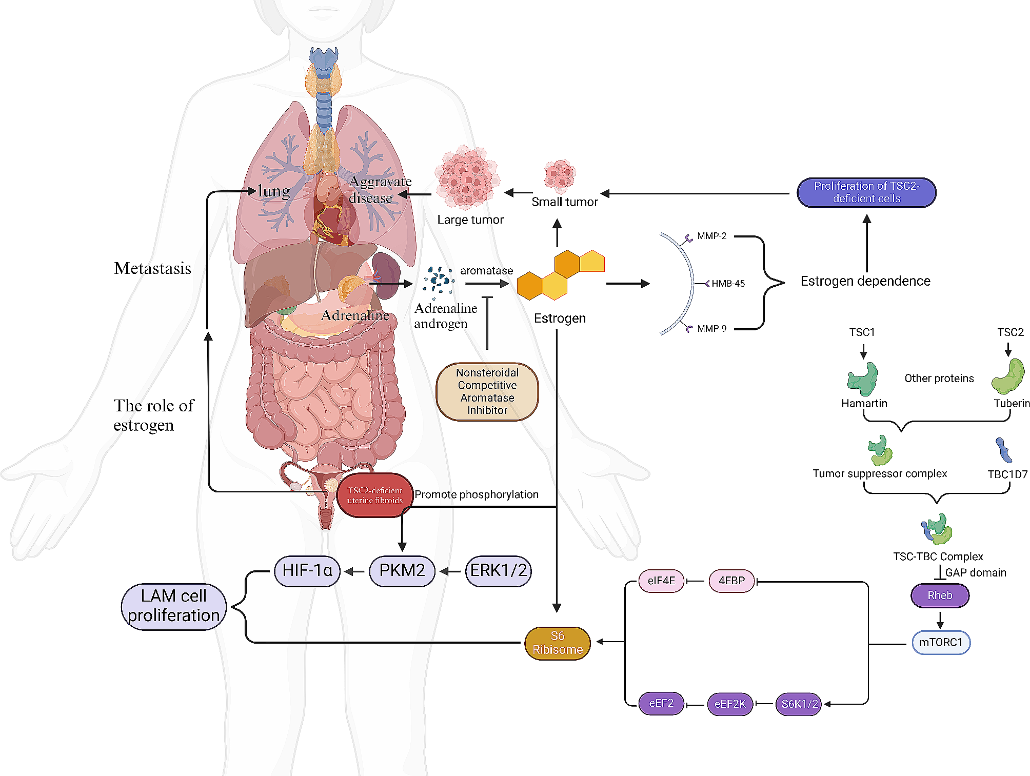 Novel developments in the study of estrogen in the pathogenesis and therapeutic intervention of lymphangioleiomyomatosis