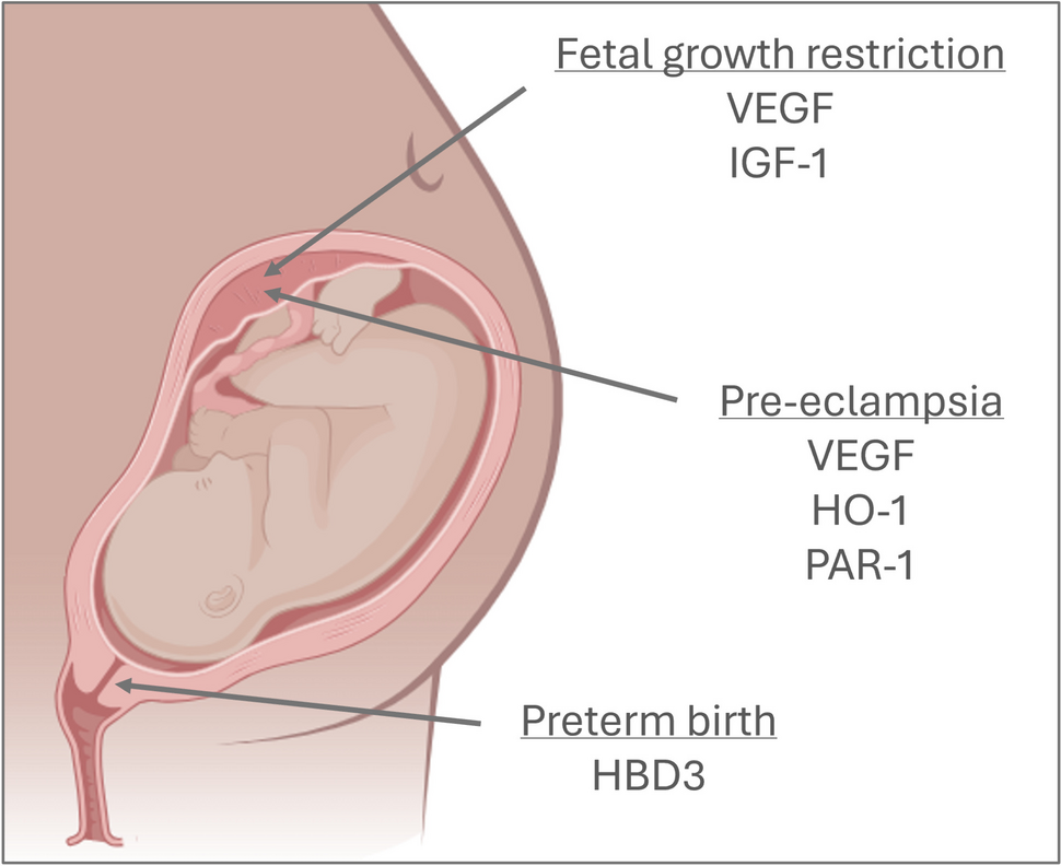 Maternal Gene Delivery for the Prevention and Treatment of Obstetric Conditions