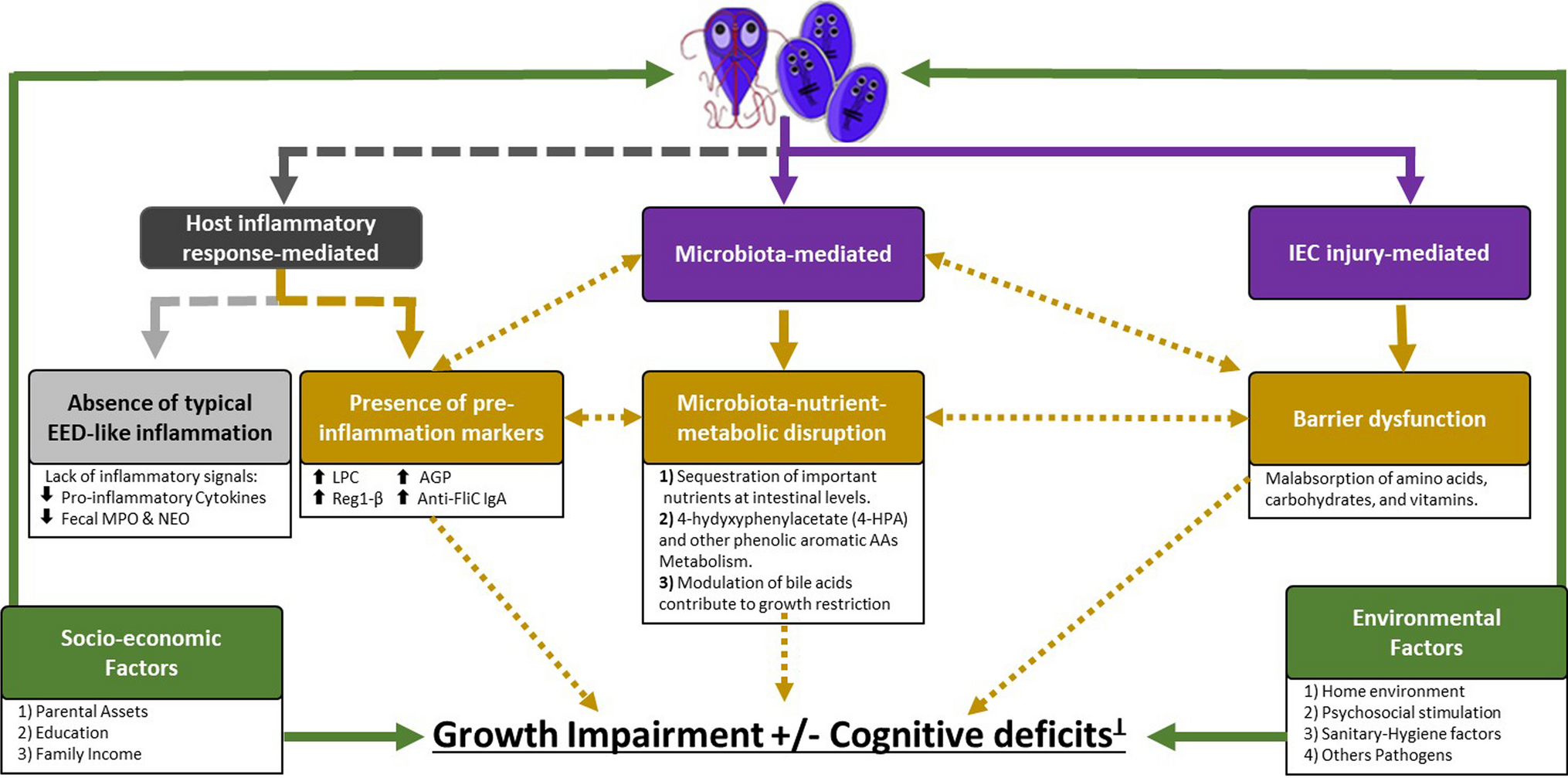 Current Understanding of Giardia lamblia and Pathogenesis of Stunting and Cognitive Deficits in Children from Low- and Middle-Income Countries