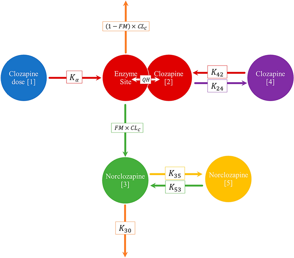 Semi-physiological Pharmacokinetic Model of Clozapine and Norclozapine in Healthy, Non-smoking Volunteers: The Impact of Race and Genetics
