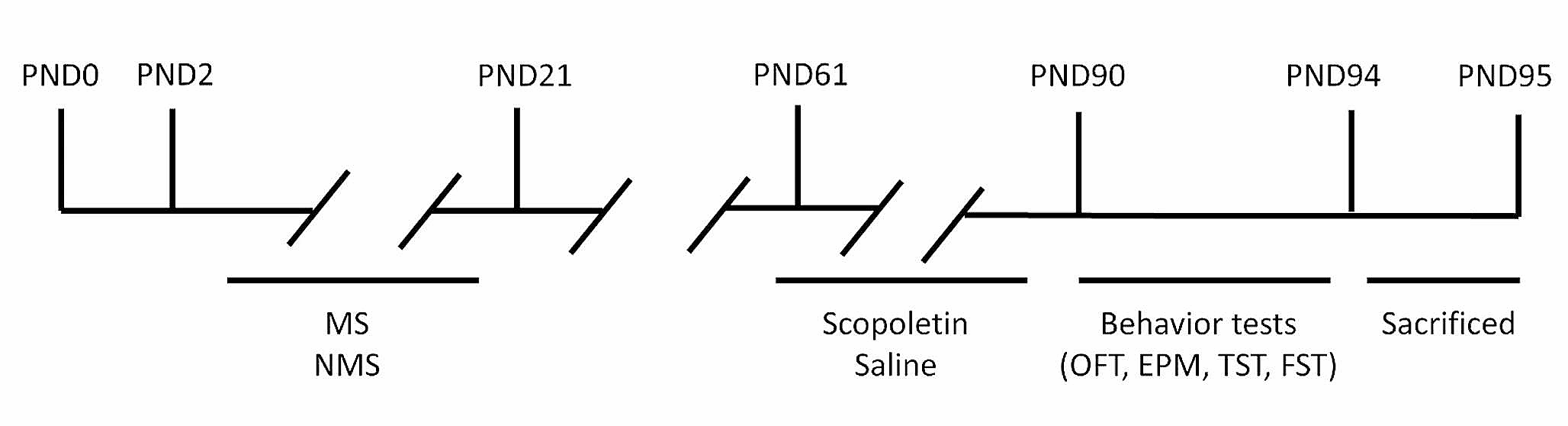 Scopoletin mitigates maternal separation-induced anxiety-like and depression-like behaviors in male mice through modulation of the Sirt1/NF-κB pathway