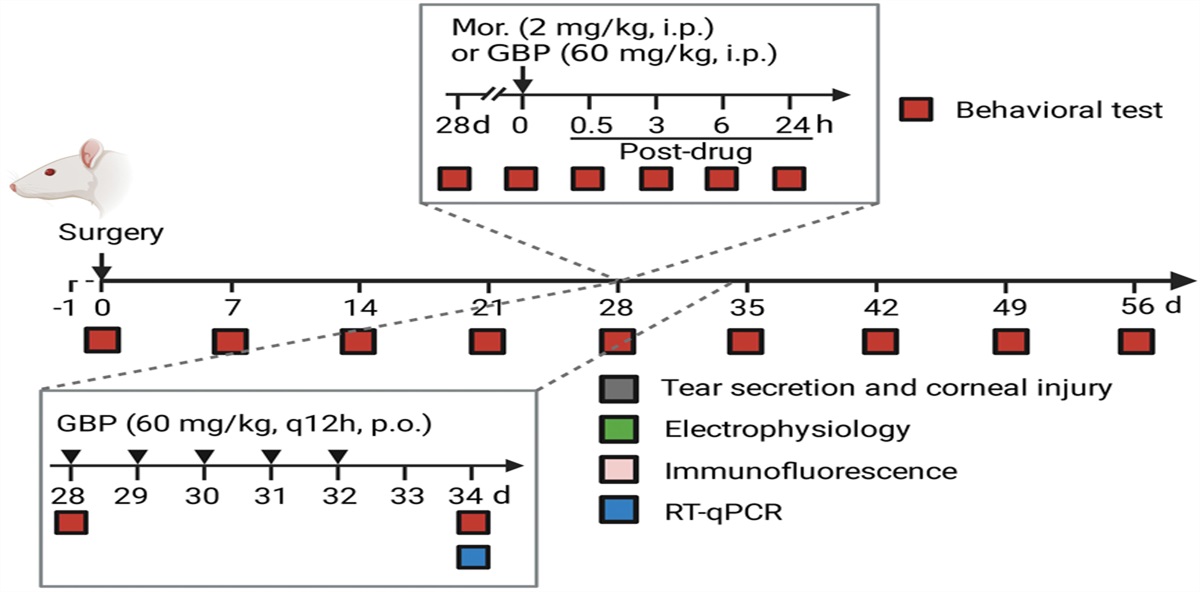An experimental model for primary neuropathic corneal pain induced by long ciliary nerve ligation in rats