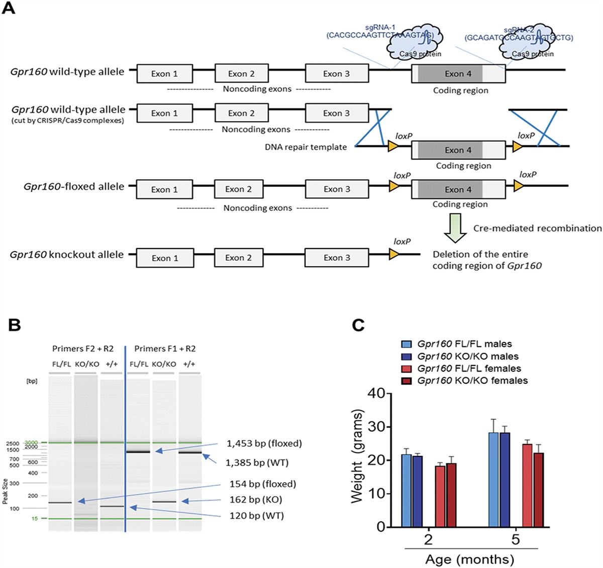 Behavioral characterization of G-protein-coupled receptor 160 knockout mice