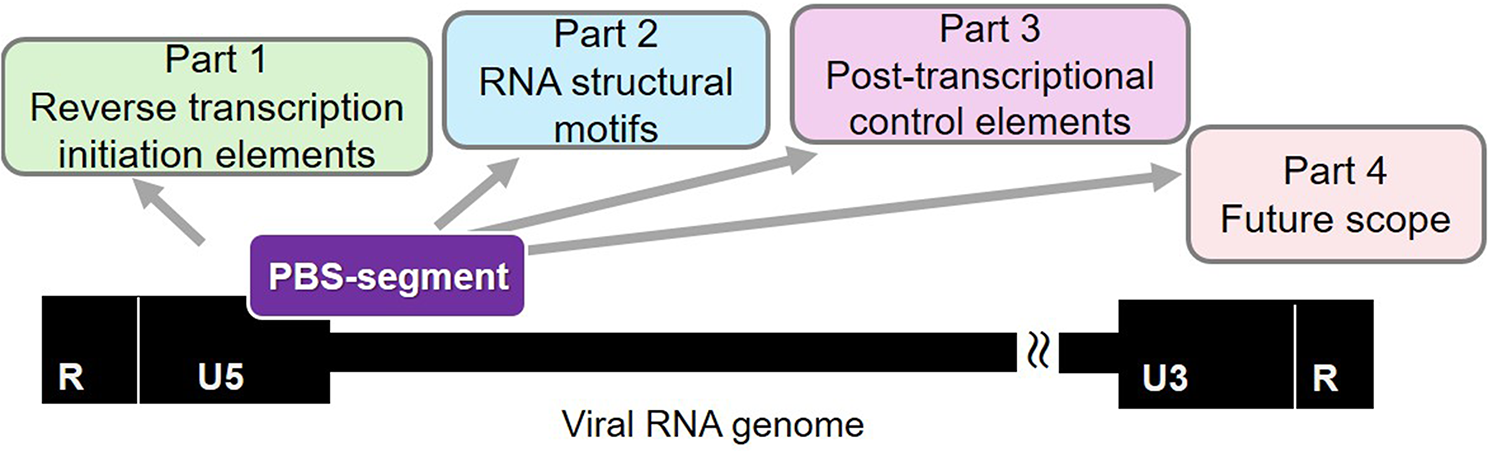 Retroviral PBS-segment sequence and structure: Orchestrating early and late replication events