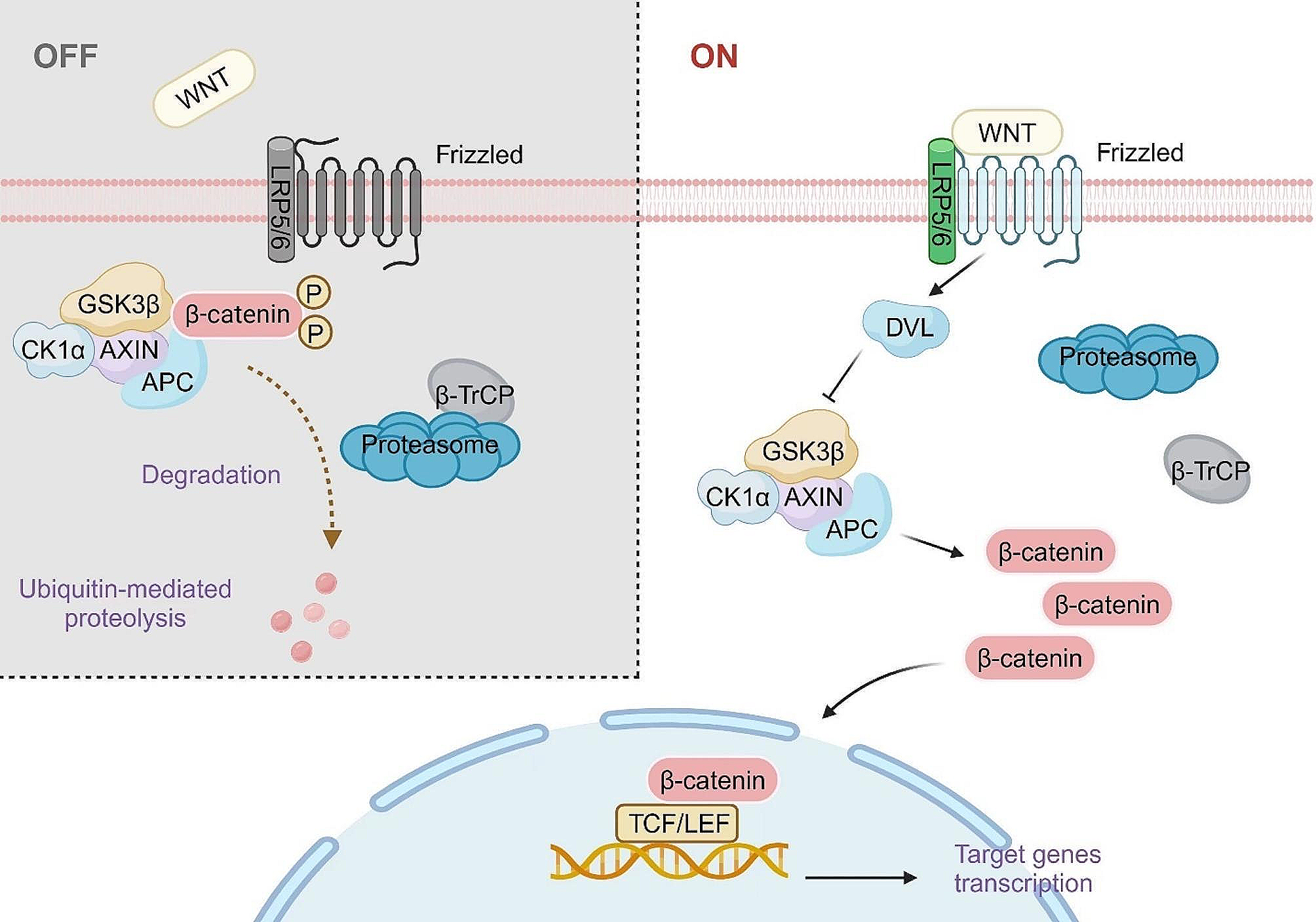 Wnt/β-catenin signaling pathway in carcinogenesis and cancer therapy